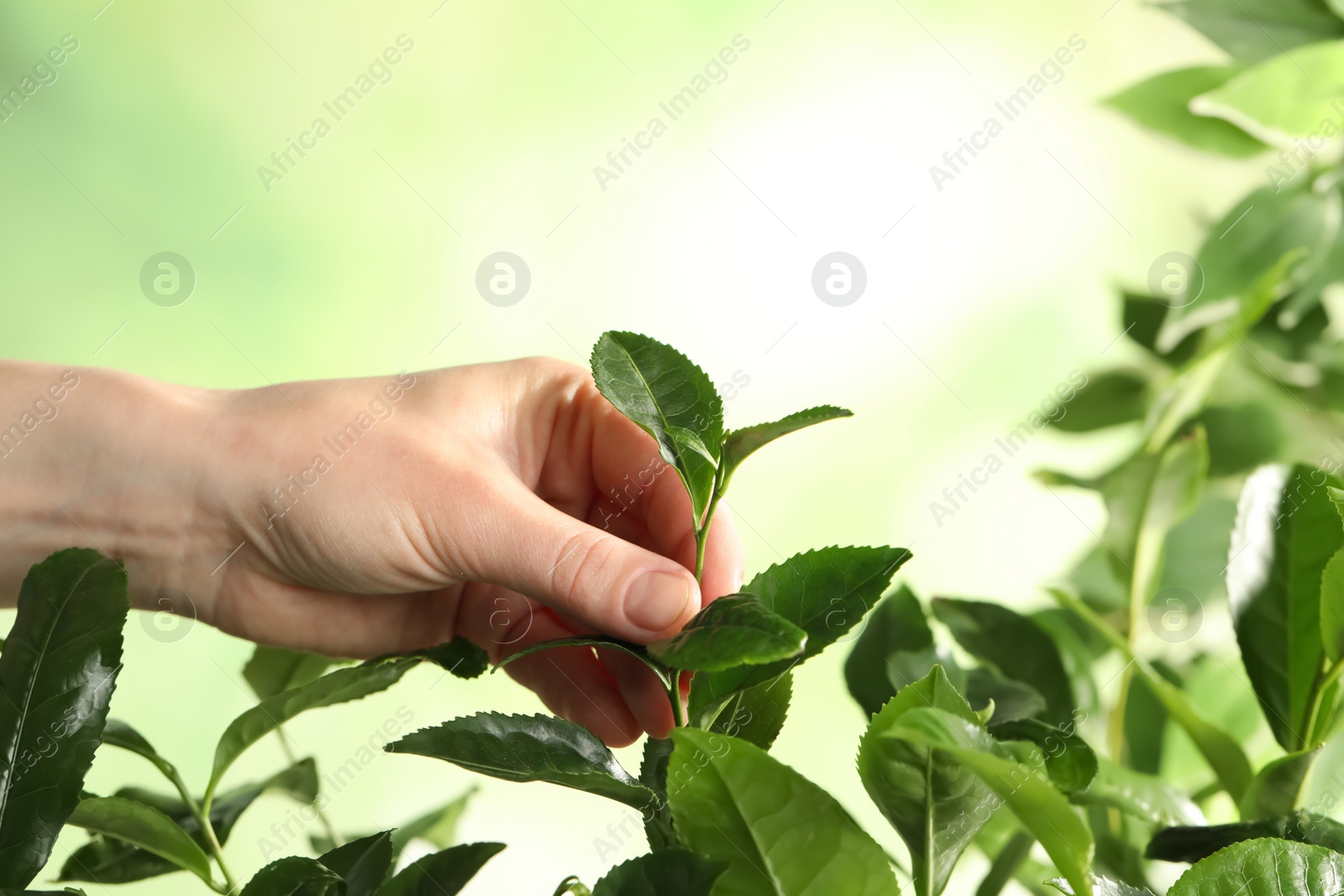 Photo of Farmer picking green tea leaves against light background, closeup