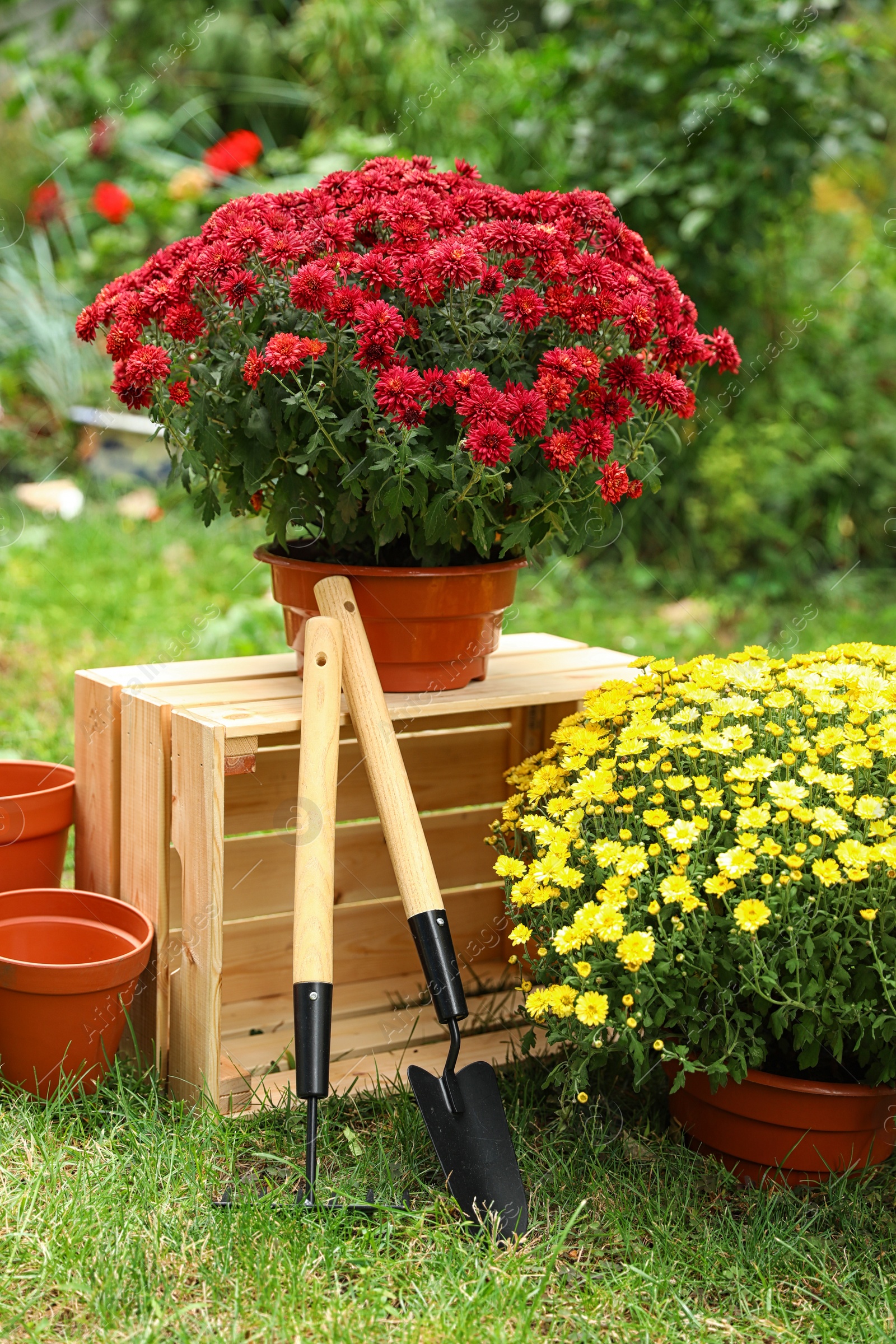 Photo of Beautiful fresh chrysanthemum flowers and gardening tools in garden