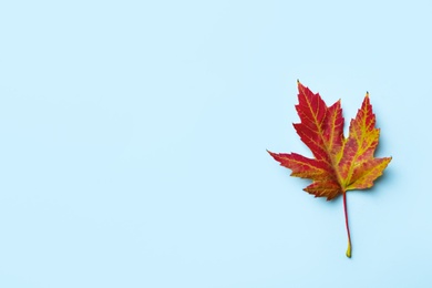 Beautiful autumn leaf on light blue background, top view. Space for text