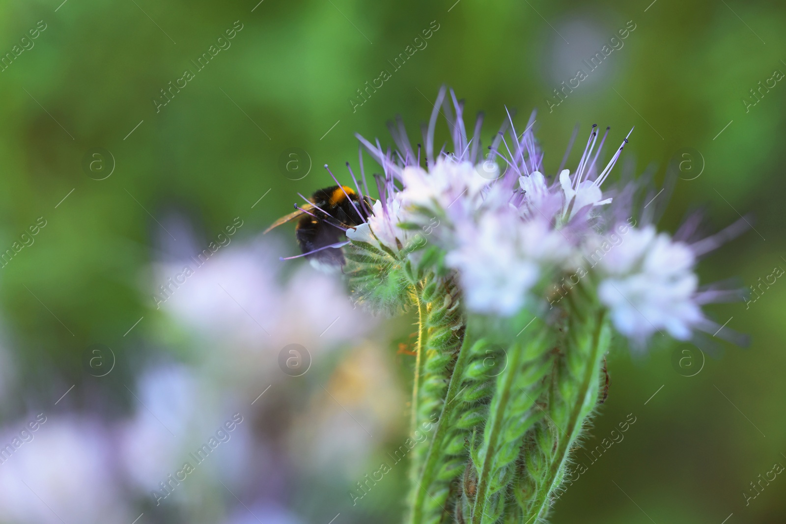 Photo of Bumblebee on beautiful blooming flower in meadow at summer, closeup