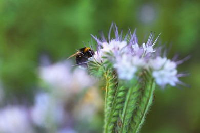 Bumblebee on beautiful blooming flower in meadow at summer, closeup