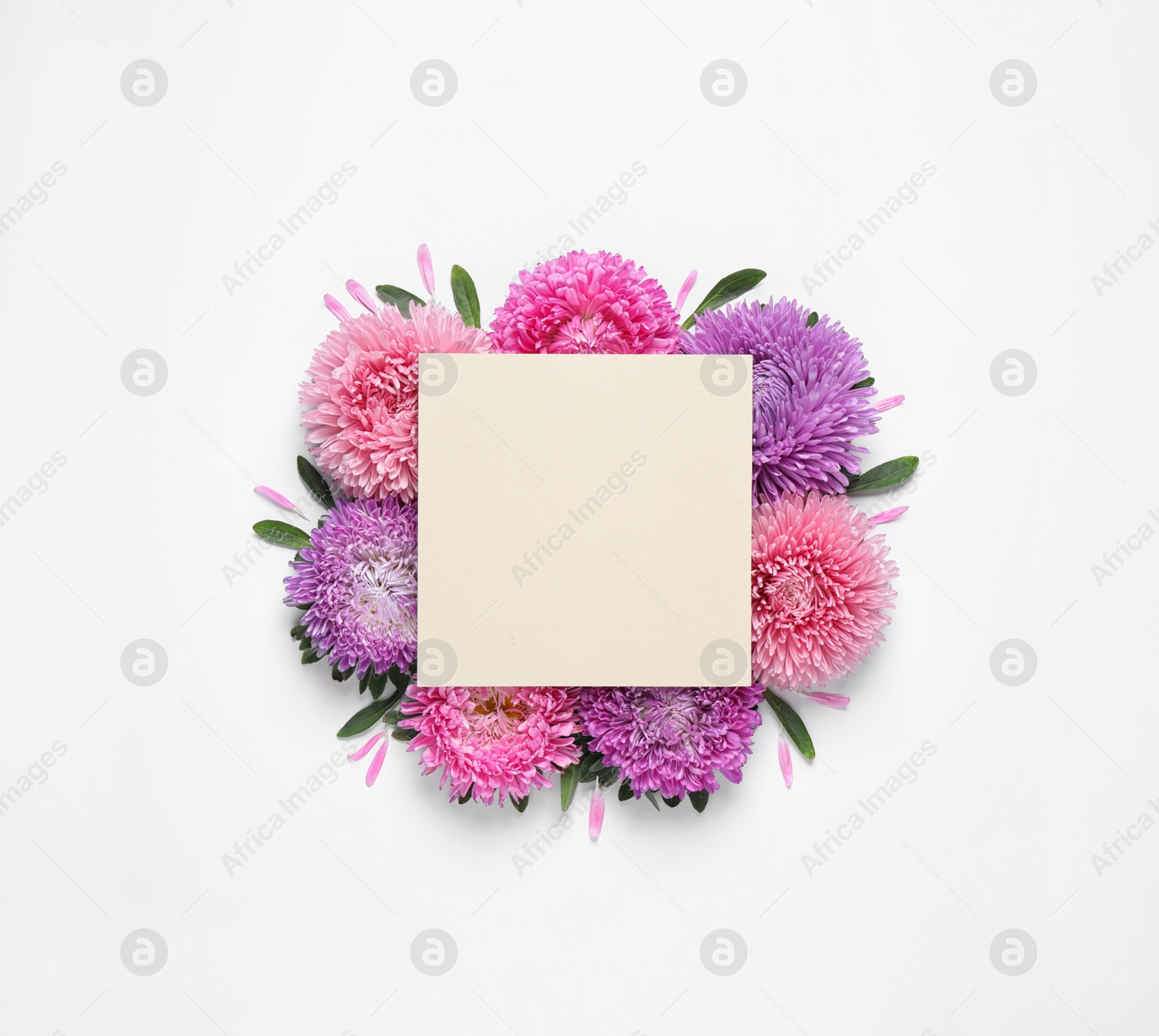 Photo of Composition with beautiful aster flowers and blank card on white background, top view. Space for text