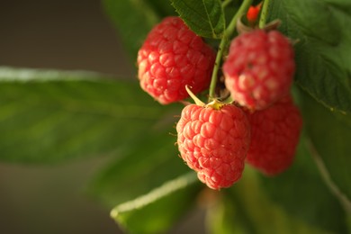 Photo of Raspberry bush with tasty ripe berries in garden, closeup