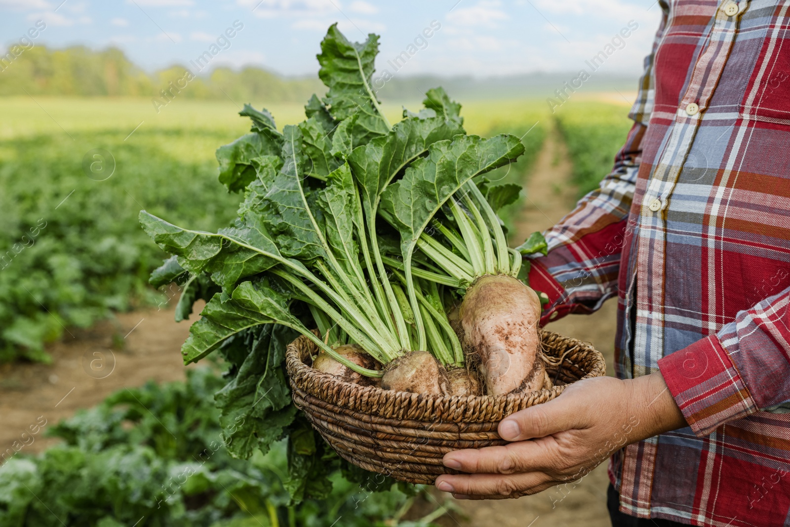 Photo of Man holding wicker basket with white beets in field, closeup