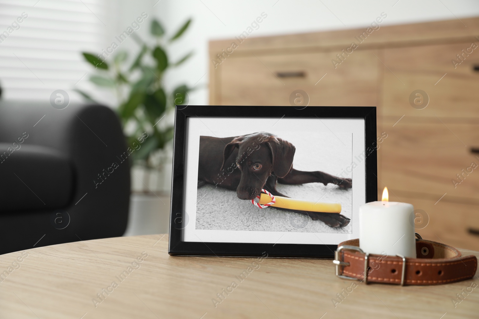 Photo of Frame with picture of dog, collar and burning candle on wooden table indoors. Pet funeral