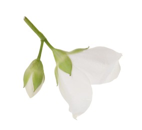 Photo of Beautiful jasmine flower and bud isolated on white