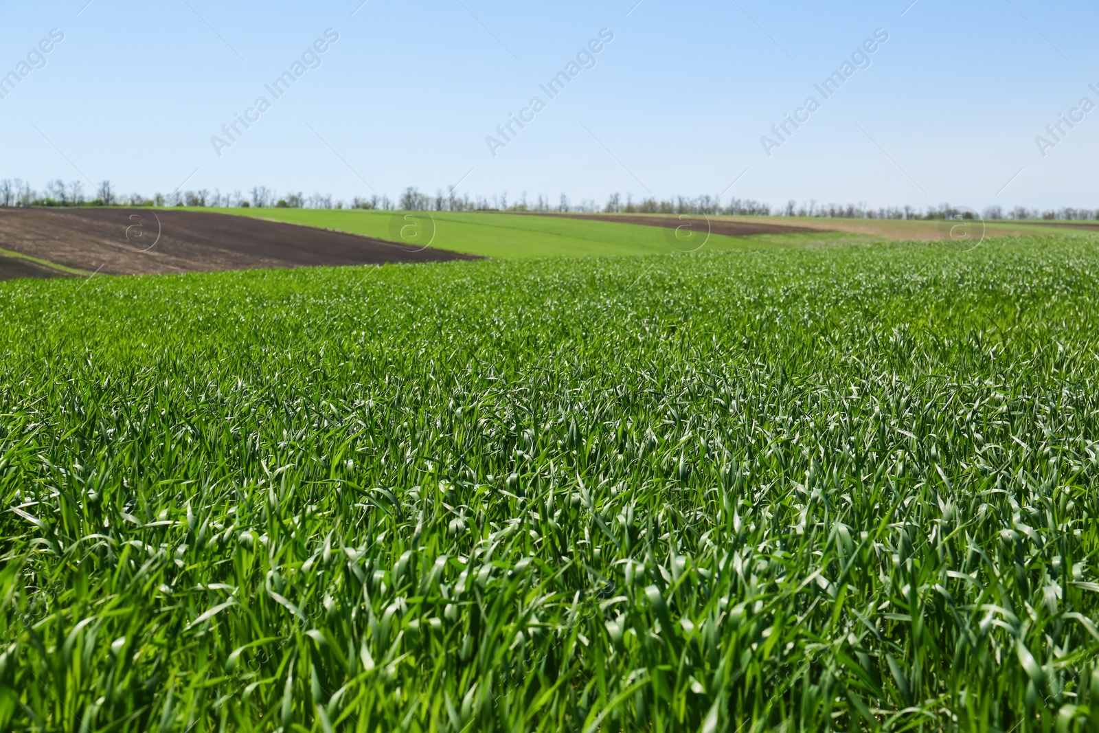 Photo of Beautiful view of agricultural field with ripening cereal crop