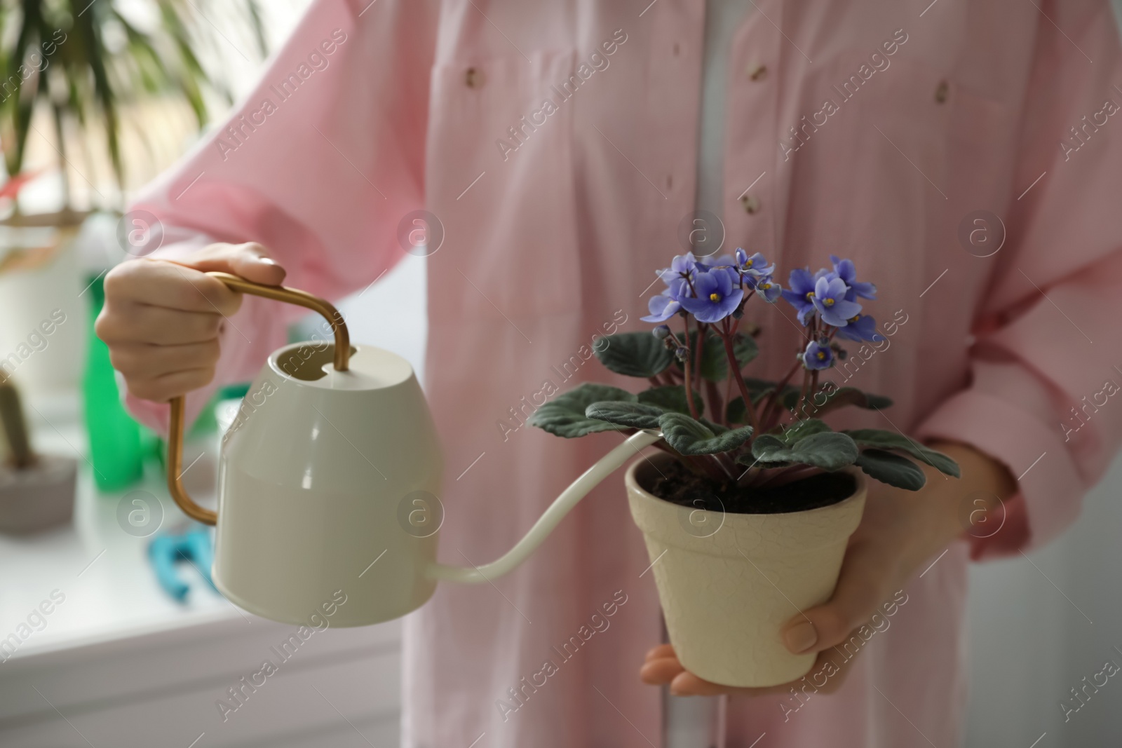 Photo of Woman watering beautiful house plant indoors, closeup