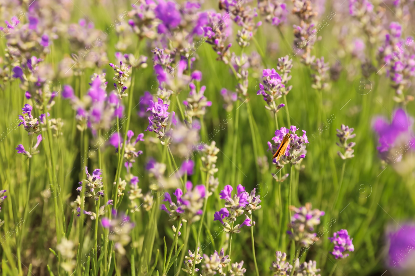 Photo of Beautiful butterfly in blooming lavender field on summer day, closeup