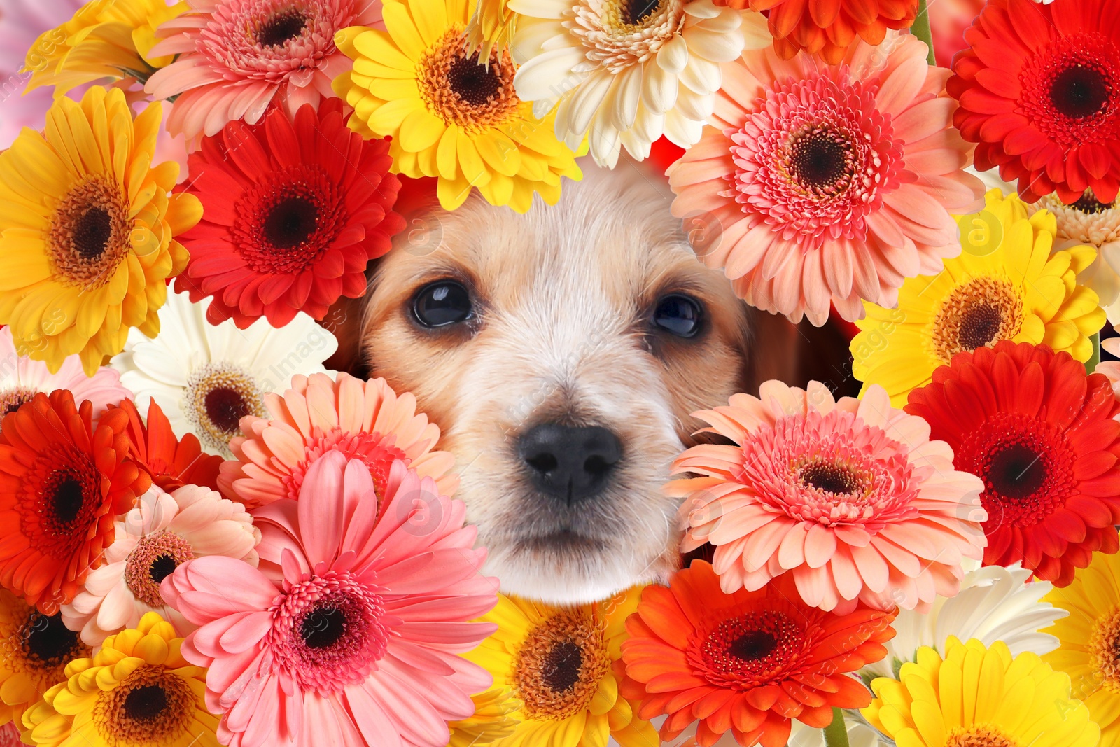 Image of Cute English Cocker Spaniel puppy surrounded by beautiful gerbera flowers. Spring mood