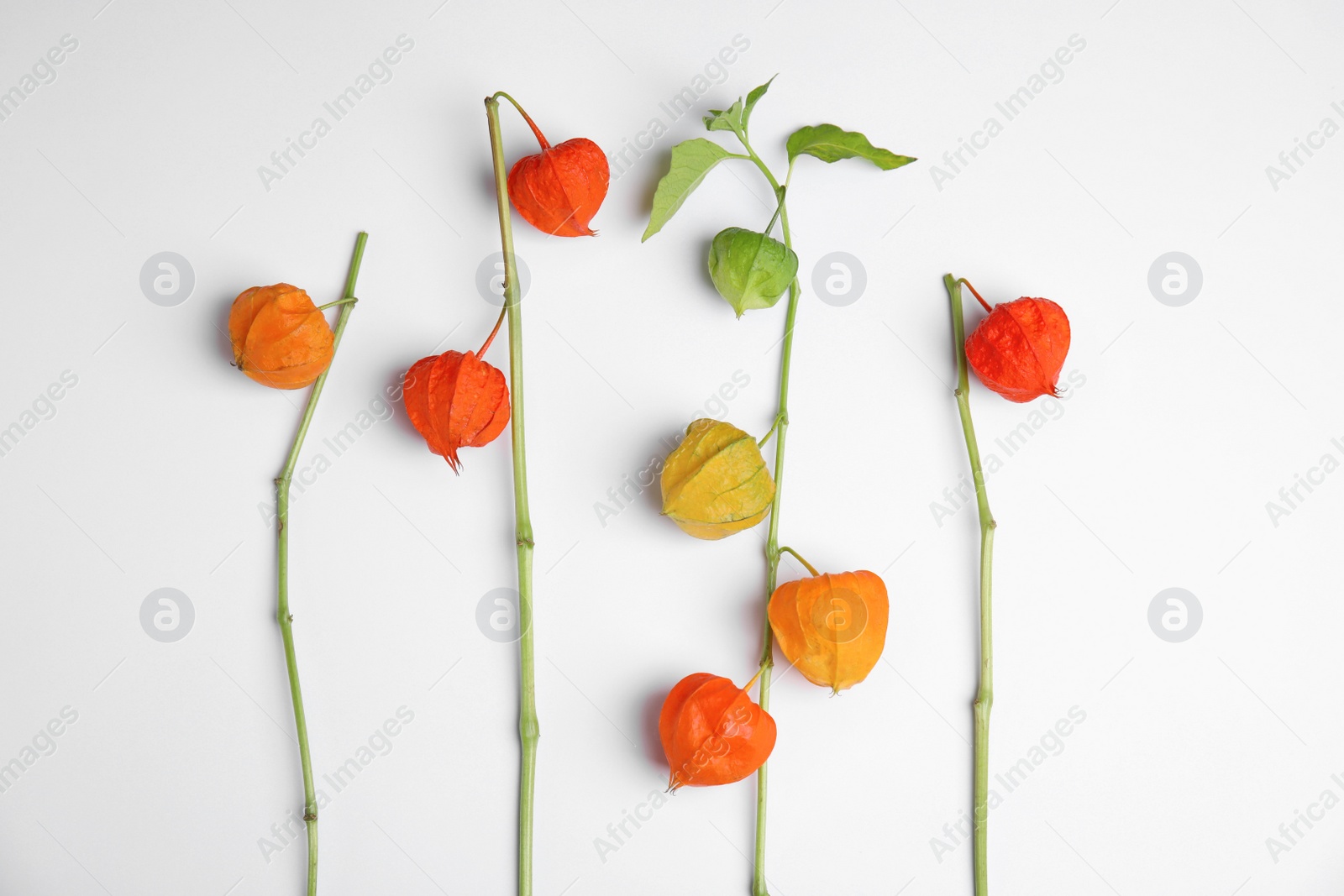 Photo of Physalis branches with colorful sepals on white background, flat lay