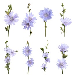 Image of Beautiful tender chicory flowers on white background, collage