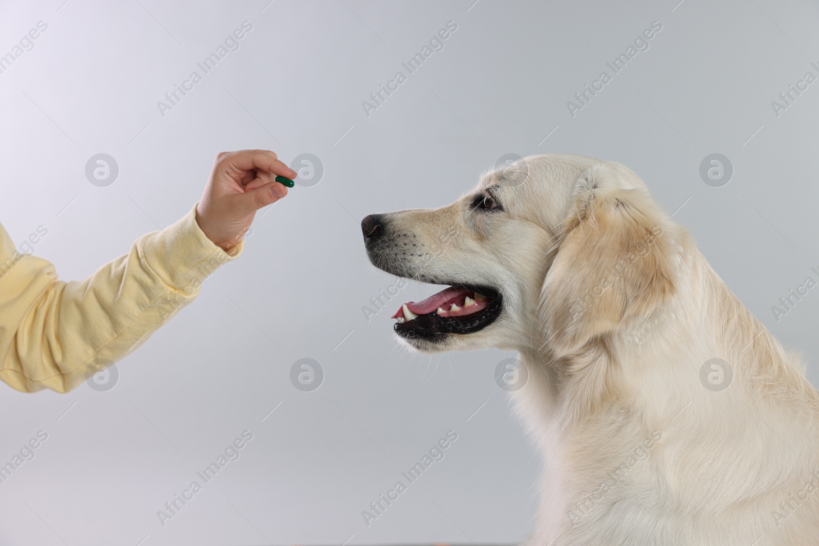 Photo of Woman giving pill to cute Labrador Retriever dog on light grey background, closeup