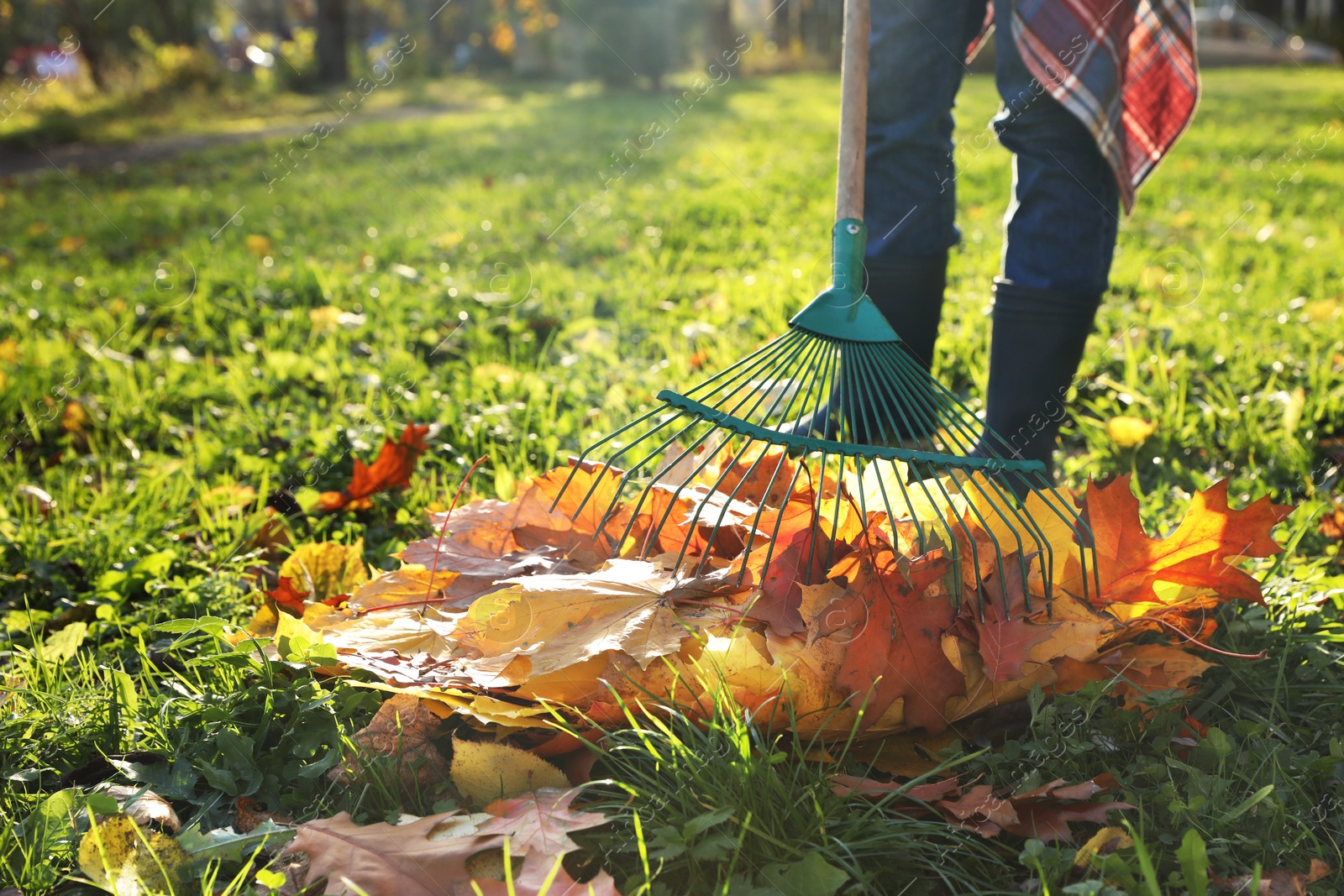 Photo of Woman raking fall leaves in park, closeup. Space for text