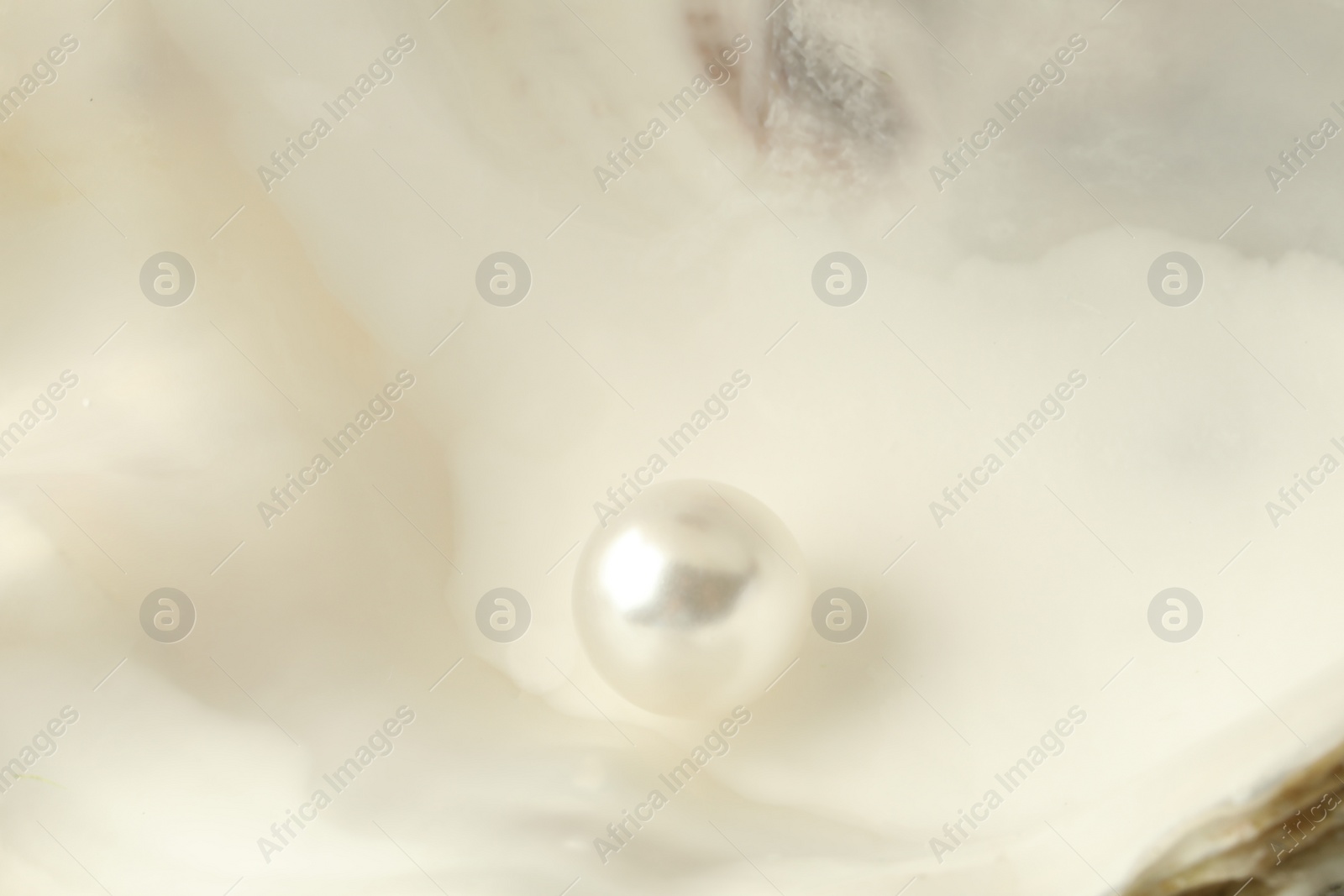 Photo of Open oyster with white pearl, closeup view