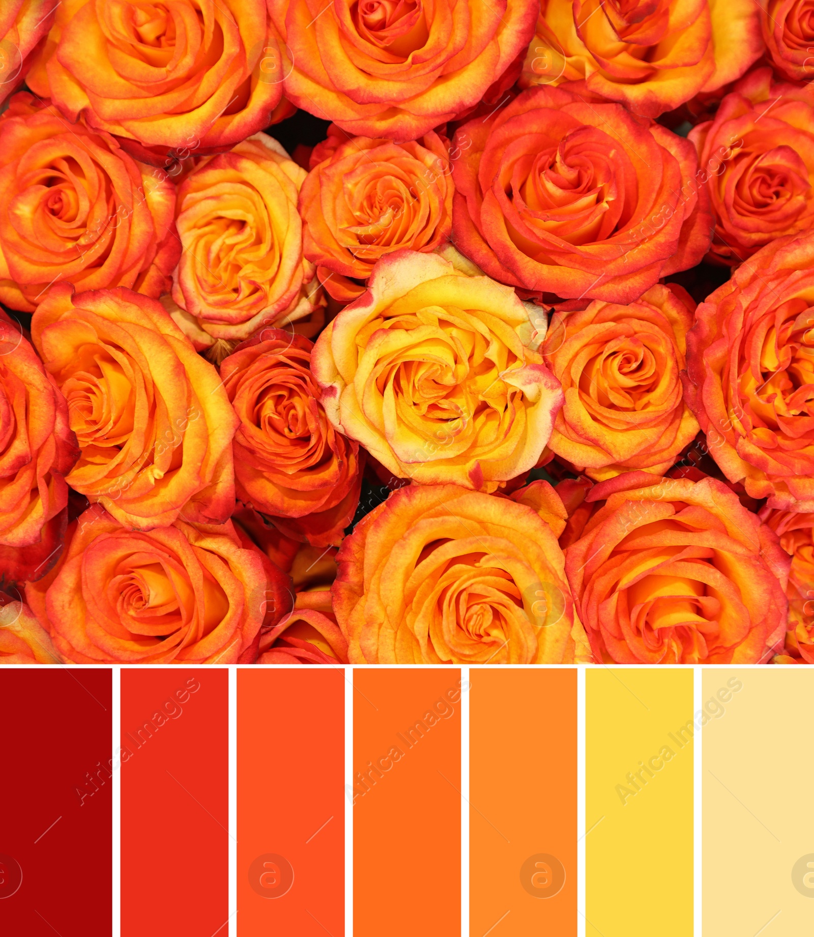 Image of Palette of autumn colors and beautiful bouquet of fresh roses, top view