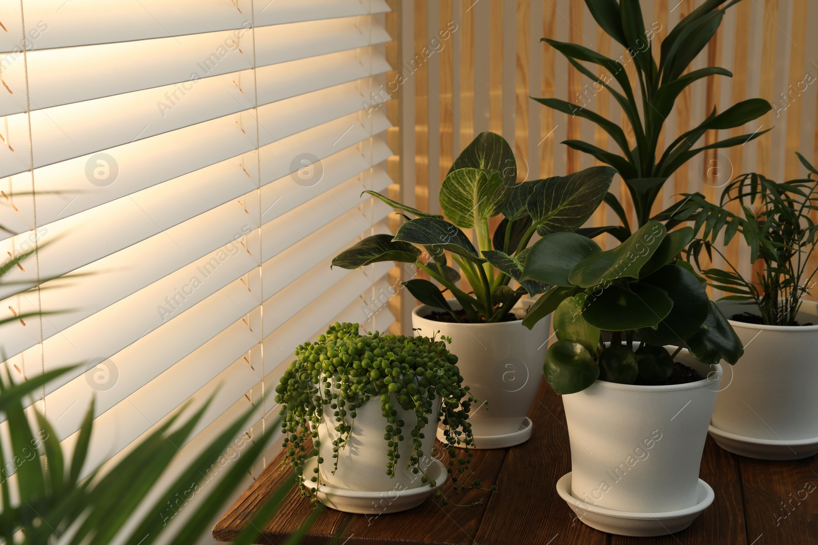 Photo of Beautiful plants in pots on wooden table indoors. House decor