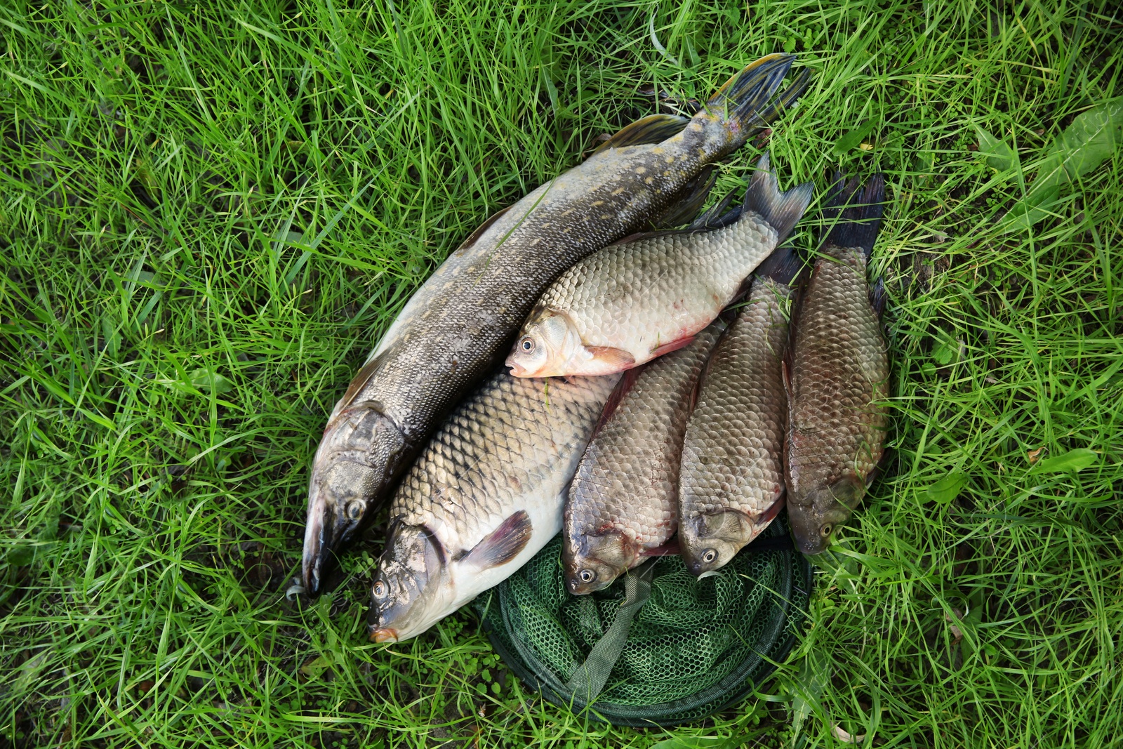 Photo of Catch and fishing net on green grass, above view