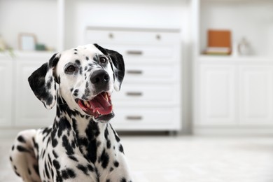 Photo of Adorable Dalmatian dog indoors, space for text