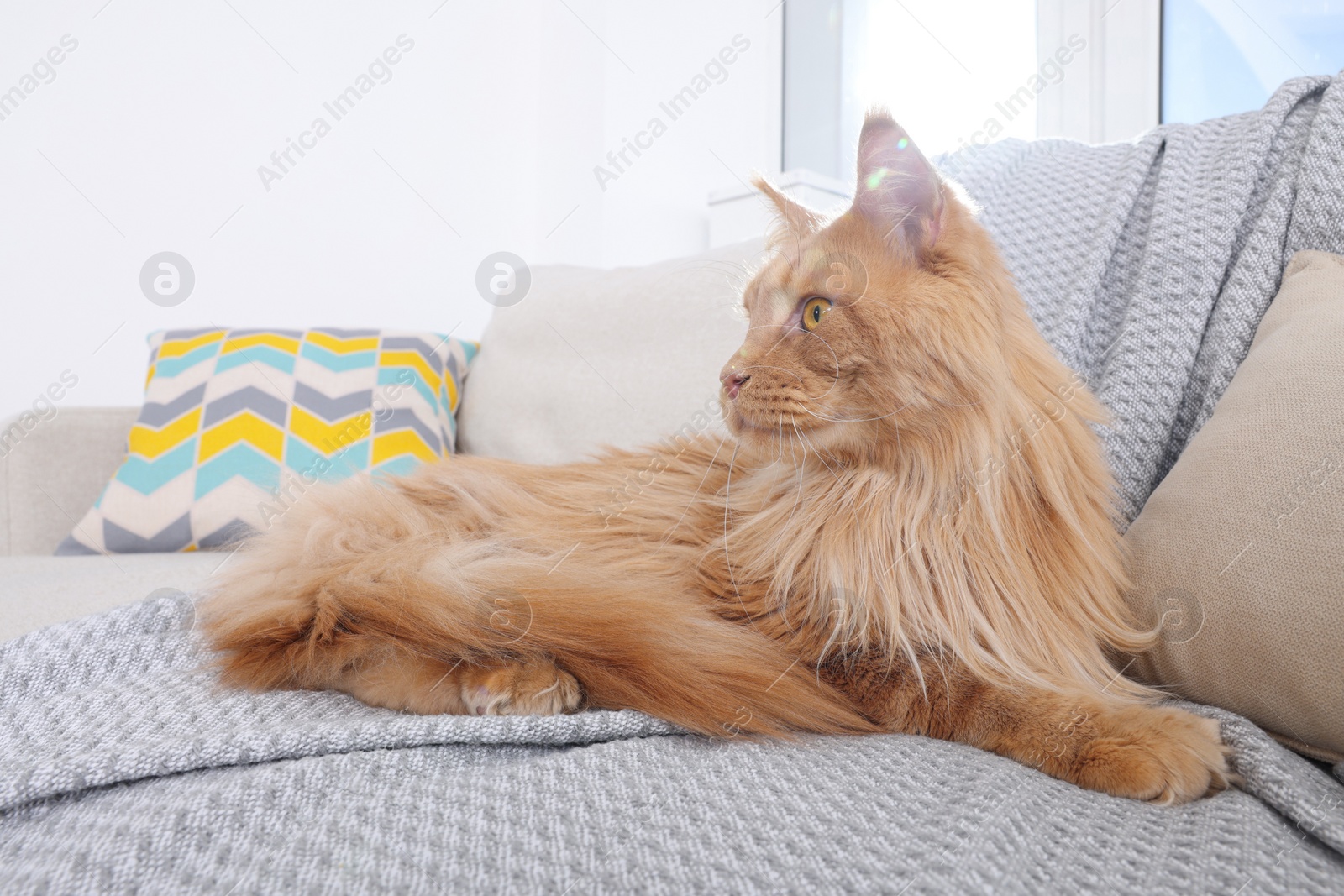 Photo of Adorable cat lying on cosy sofa at home