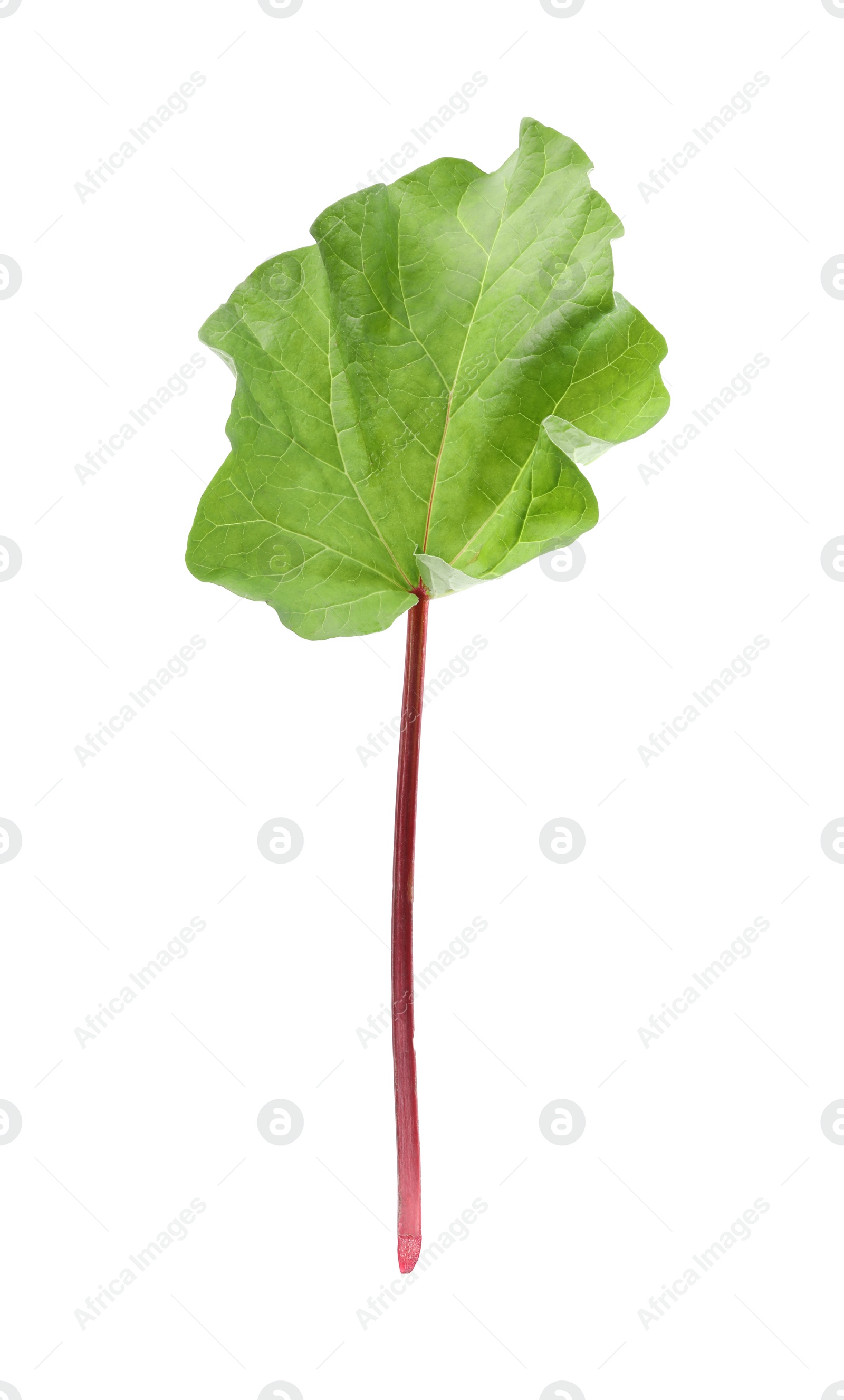 Photo of Fresh rhubarb stalk with leaf isolated on white