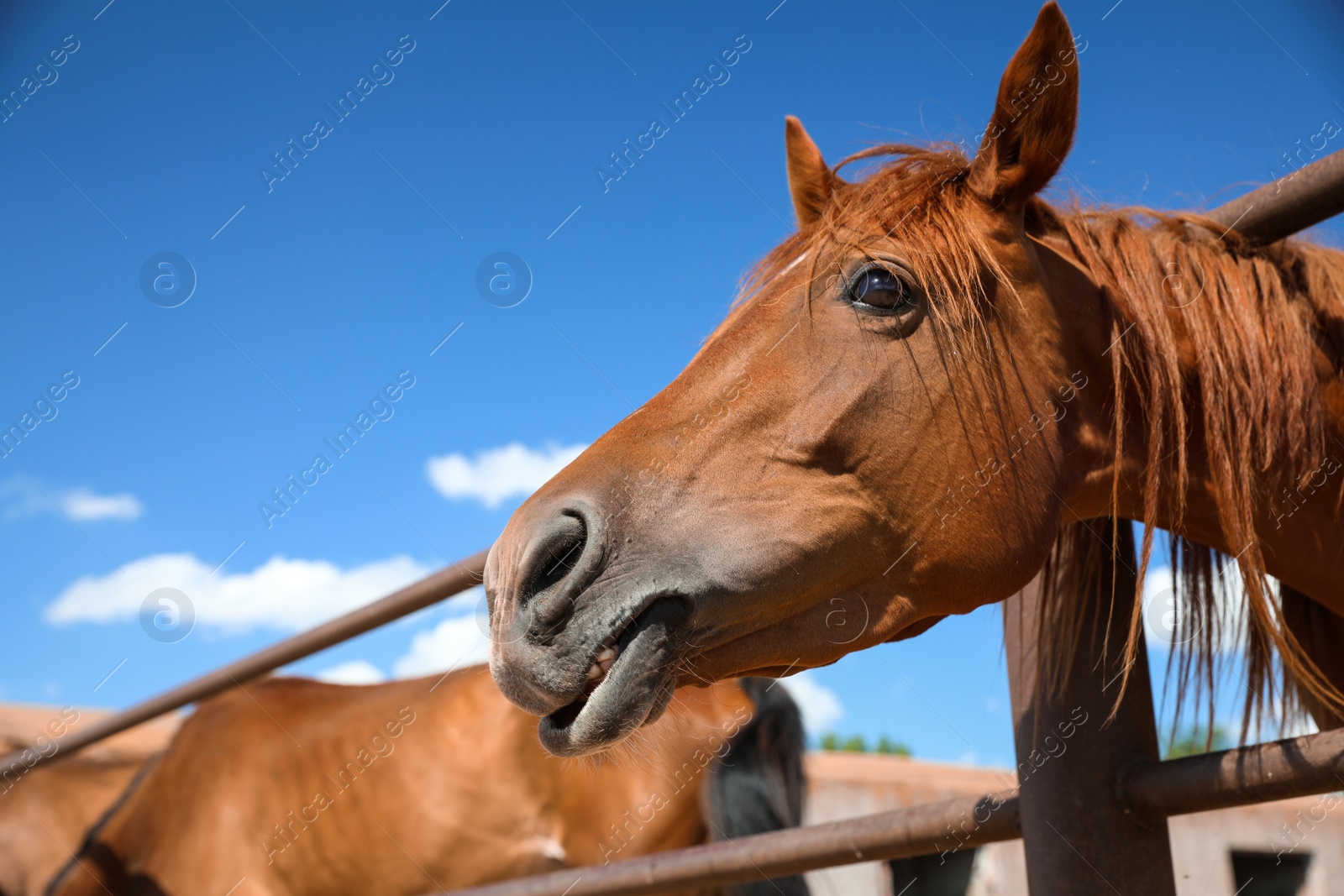 Photo of Chestnut horse at fence outdoors on sunny day, closeup. Beautiful pet