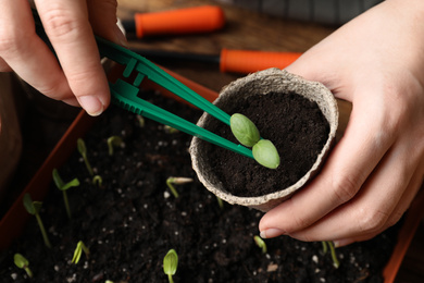 Photo of Woman taking care of seedling at table, closeup