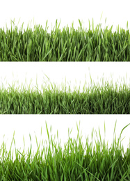 Image of Collage of fresh green grass on white background. Spring season