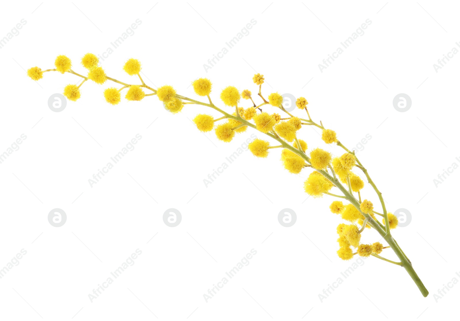 Photo of Beautiful mimosa plant with yellow flowers on white background