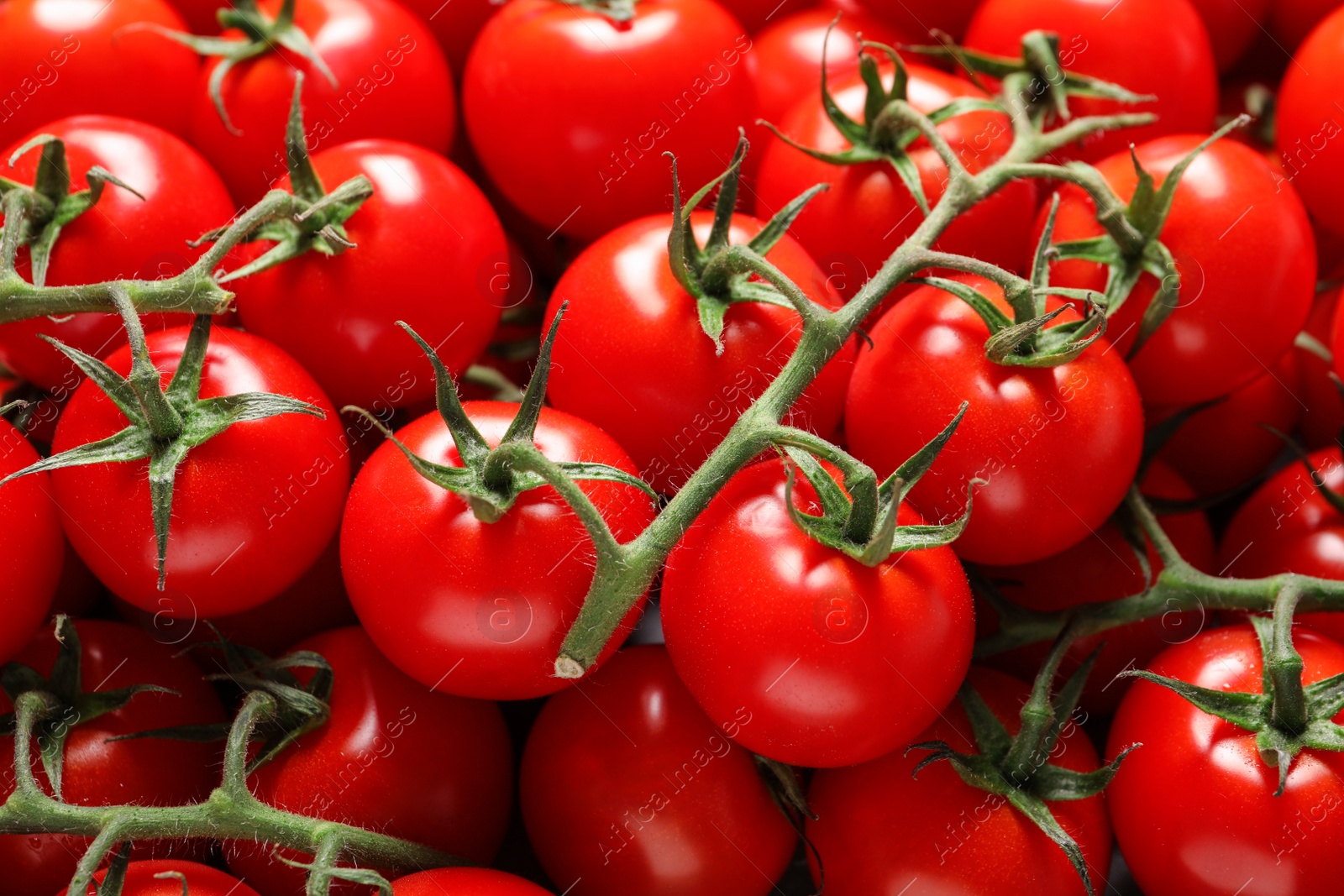 Photo of Fresh organic cherry tomatoes as background, closeup