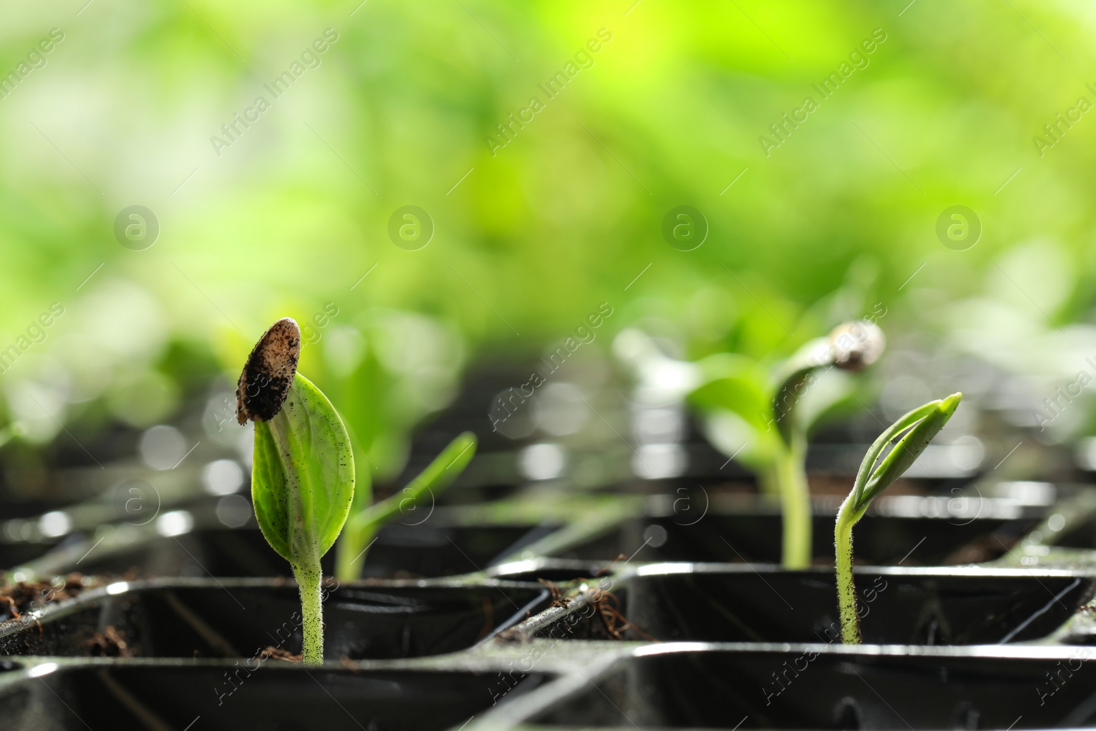 Photo of Seedling tray with young vegetable sprouts against blurred background, closeup