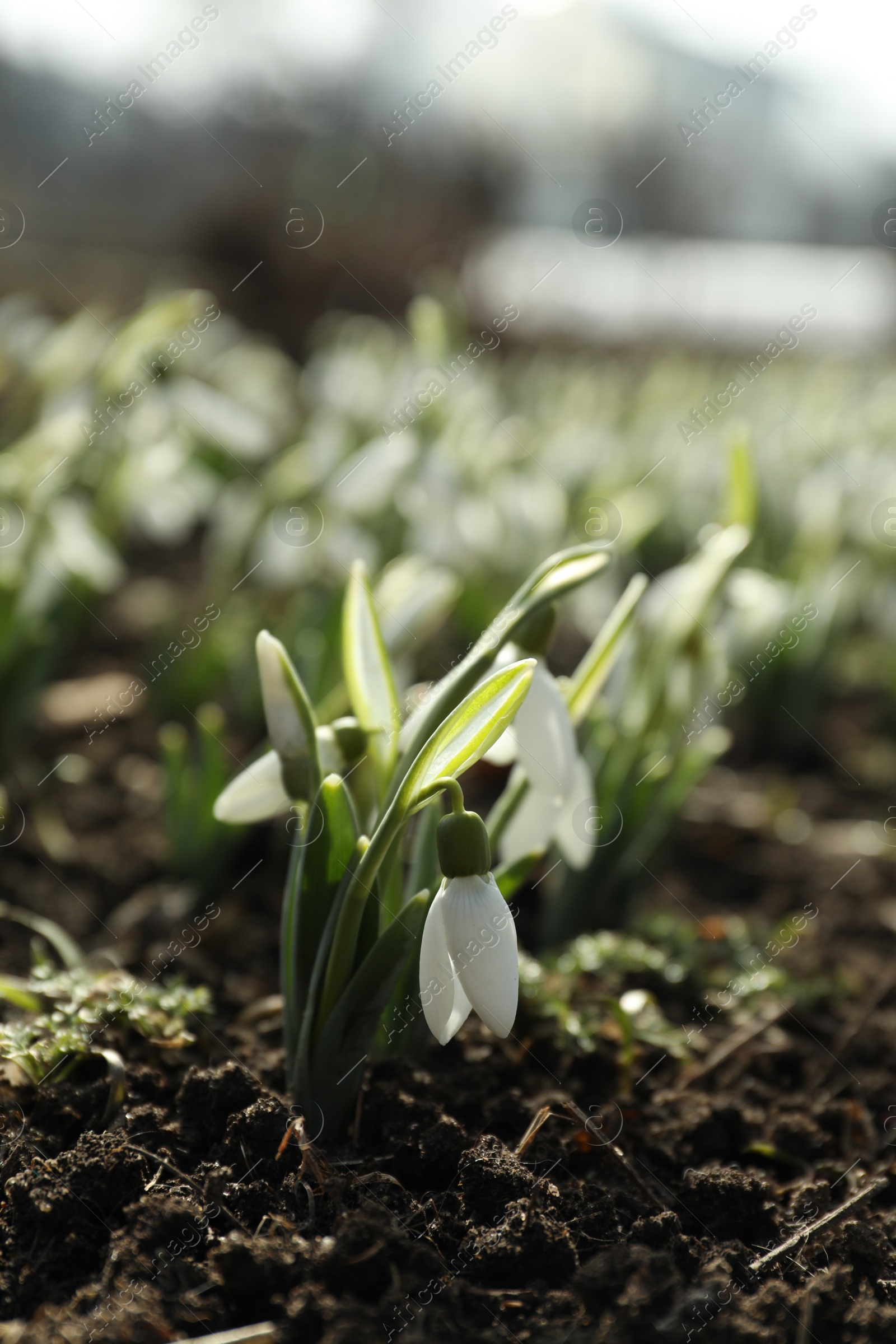 Photo of Beautiful snowdrops growing outdoors. Early spring flowers