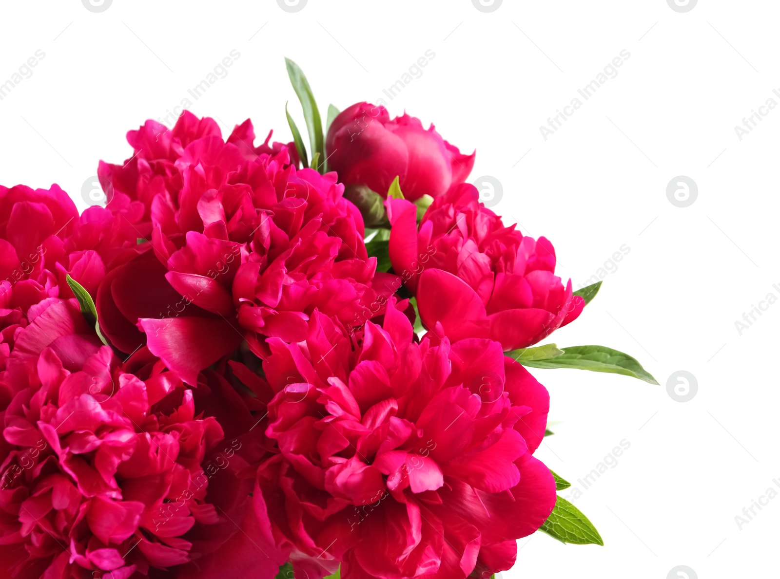 Photo of Beautiful blooming peony flowers on white background