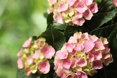 Hortensia plant with beautiful flowers outdoors, closeup