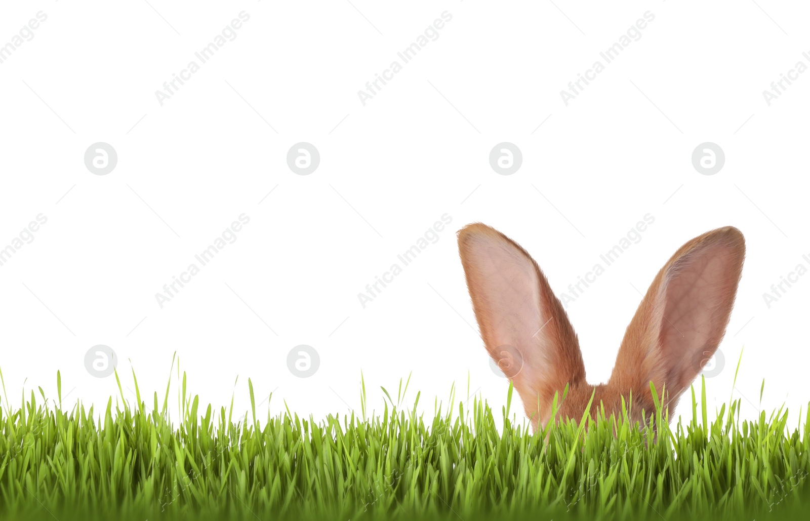 Image of Cute Easter bunny hiding in green grass on white background