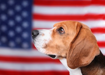 Adorable dog against national flag of United States of America