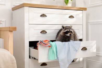 Photo of Cute mischievous raccoon playing with clothes in drawer of dresser indoors