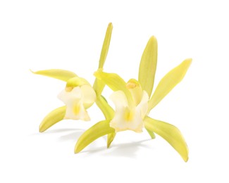 Photo of Yellow vanilla orchid flowers isolated on white