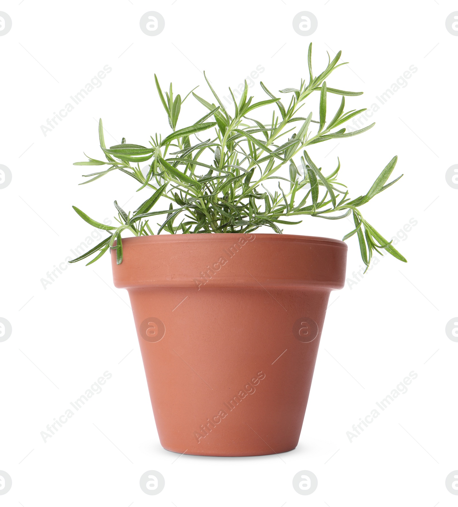 Image of Green rosemary in clay pot isolated on white
