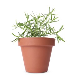 Green rosemary in clay pot isolated on white