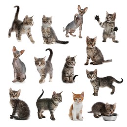 Image of Different adorable kittens on white background, collage