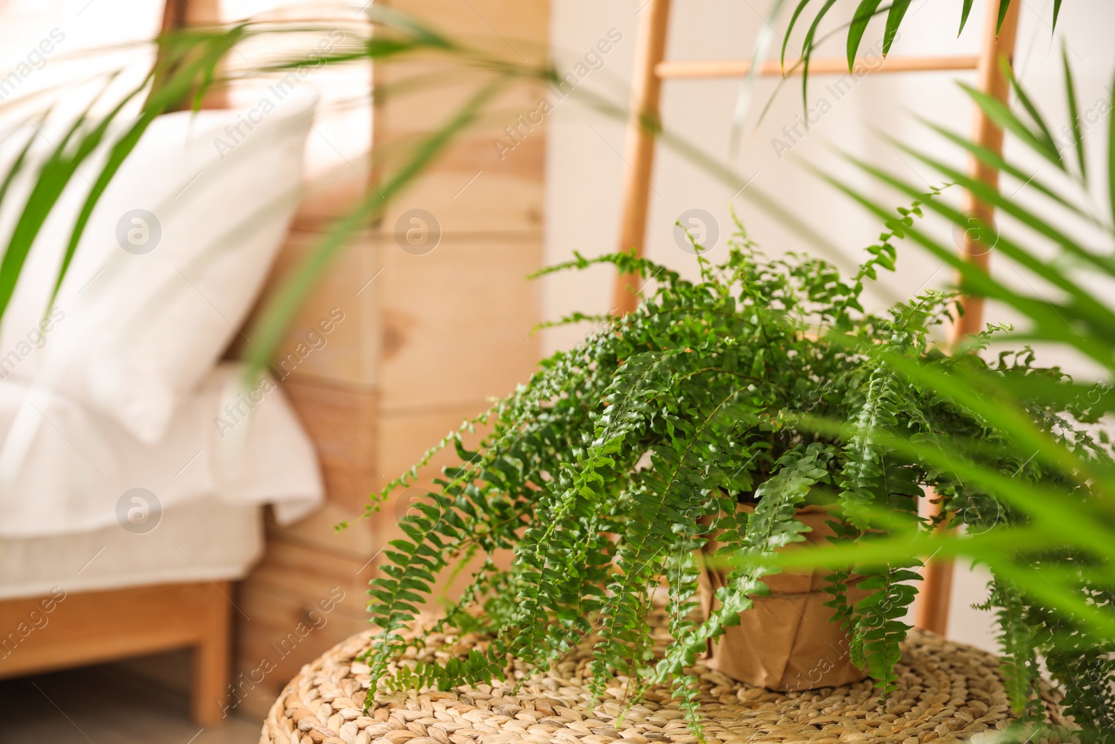 Photo of Green plants in bedroom. Home design ideas