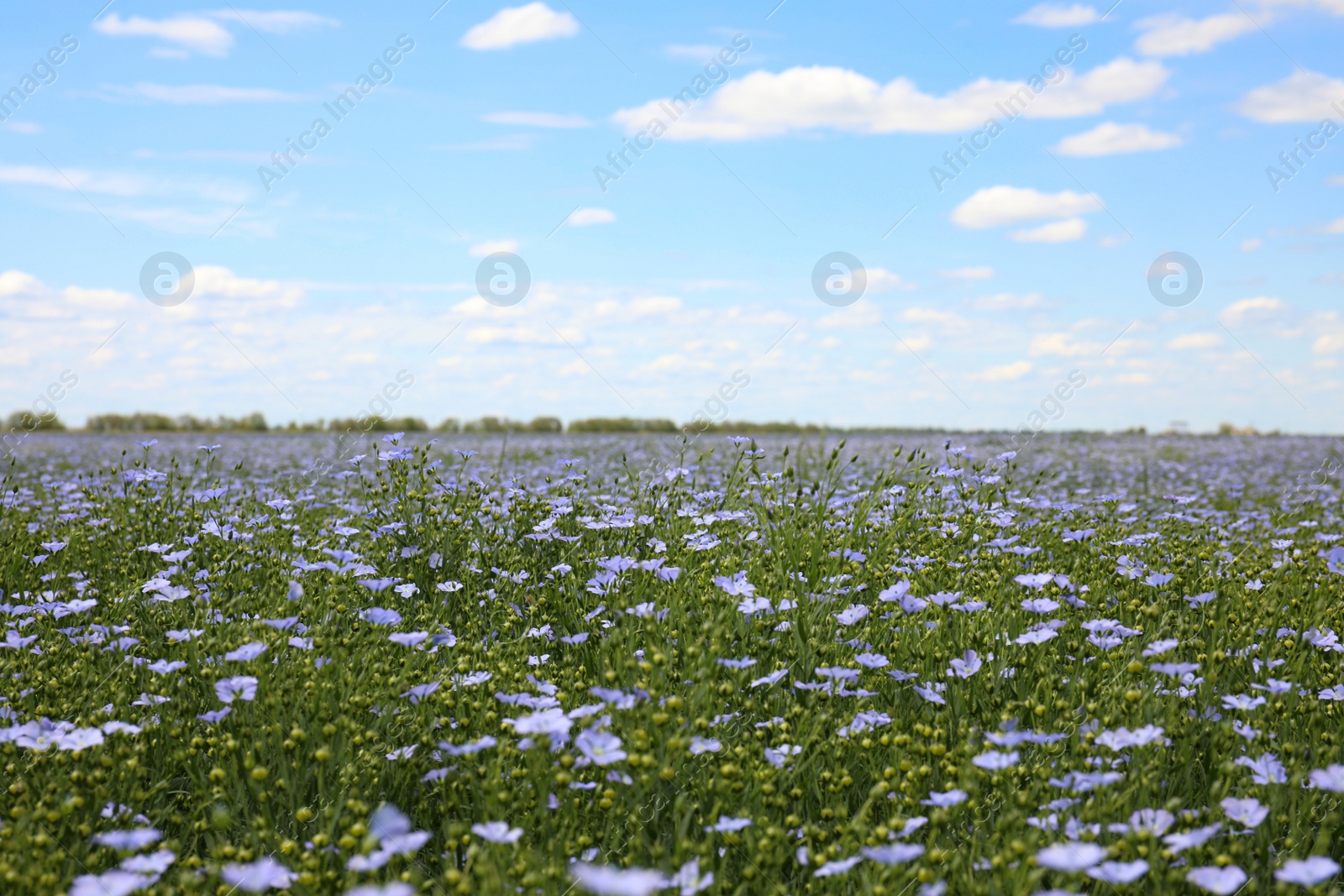 Photo of Beautiful view of blooming flax field on summer day