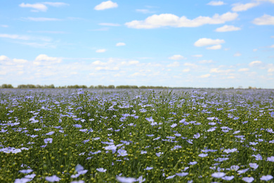 Beautiful view of blooming flax field on summer day