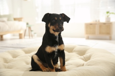 Photo of Cute little puppy sitting on soft pillow indoors