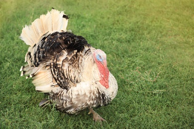 Photo of Domestic turkey on green grass. Poultry farming