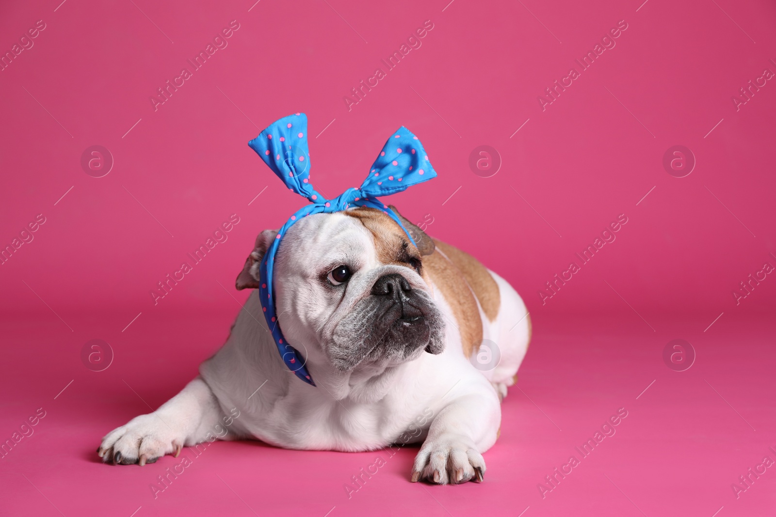 Photo of Adorable funny English bulldog with bow on pink background