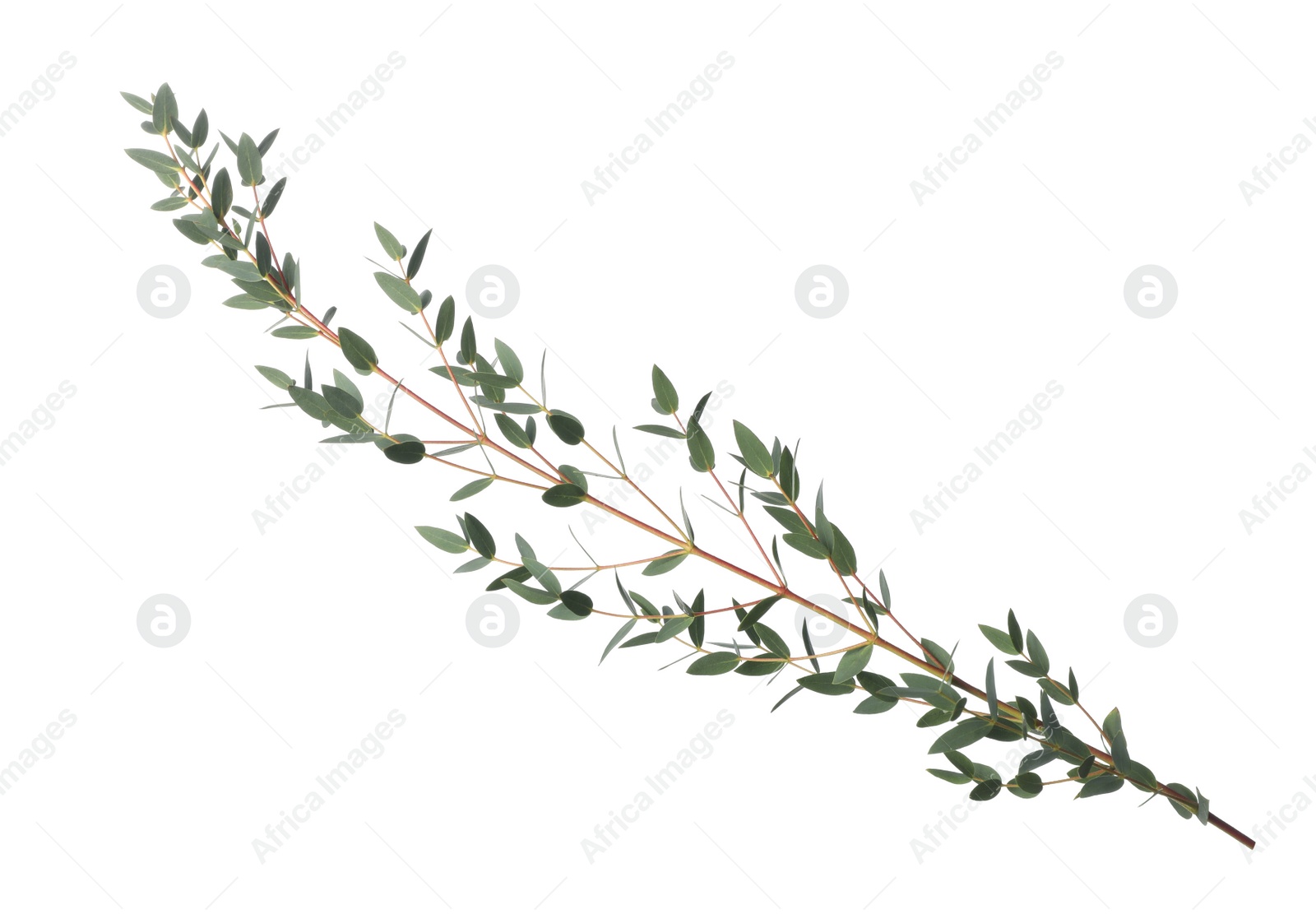 Photo of Eucalyptus branch with fresh leaves isolated on white