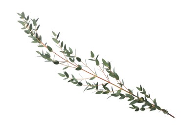 Eucalyptus branch with fresh leaves isolated on white