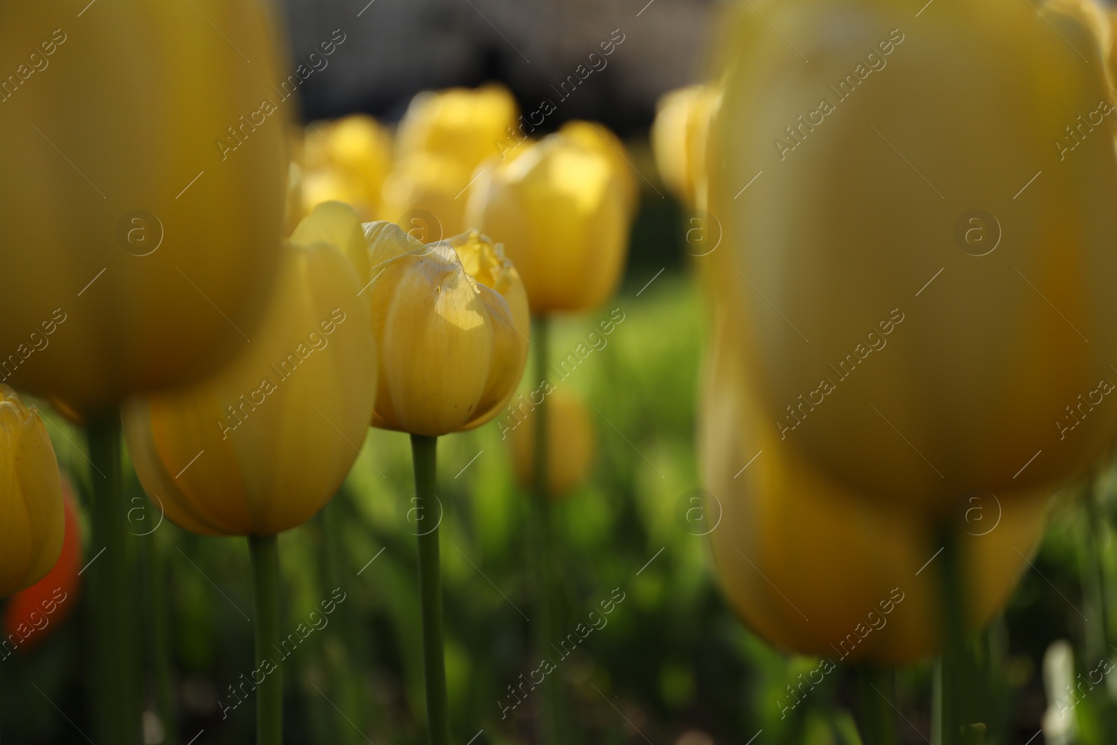 Photo of Beautiful yellow tulips growing outdoors on sunny day, closeup. Spring season